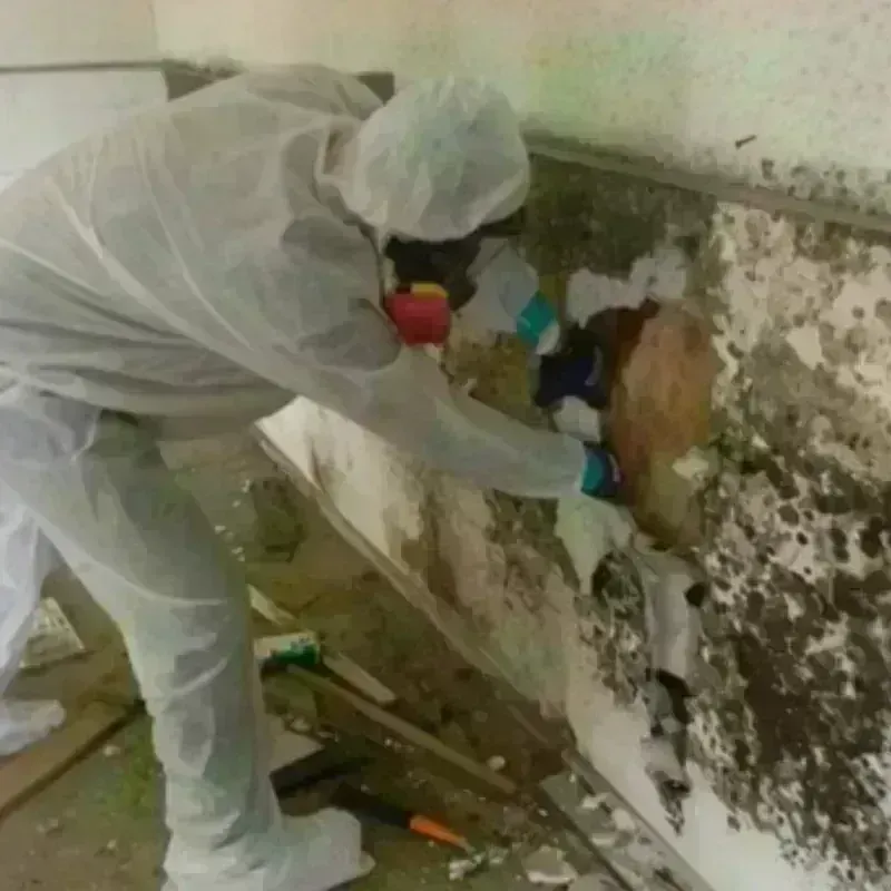 Mold Remediation and Removal in Bear Creek, AK